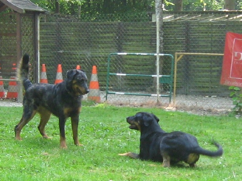 Publication : des Bergers de l'Oiseau Jaune Auteur : Delahayes Régine
