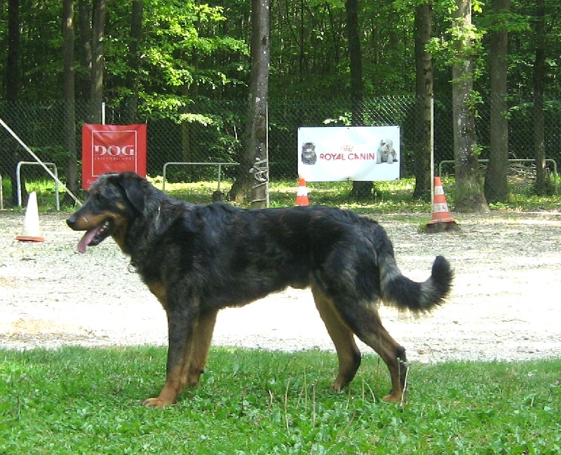 Publication : des Bergers de l'Oiseau Jaune Auteur : Delahayes Régine