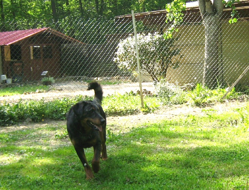 Publication : des Bergers de l'Oiseau Jaune Auteur : Delahayes Régine