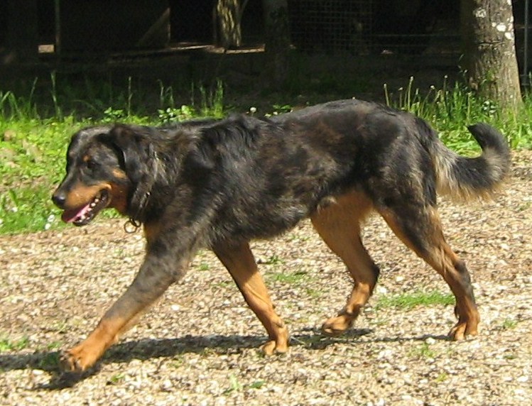 Publication : des Bergers de l'Oiseau Jaune Auteur : Delahayes Régine