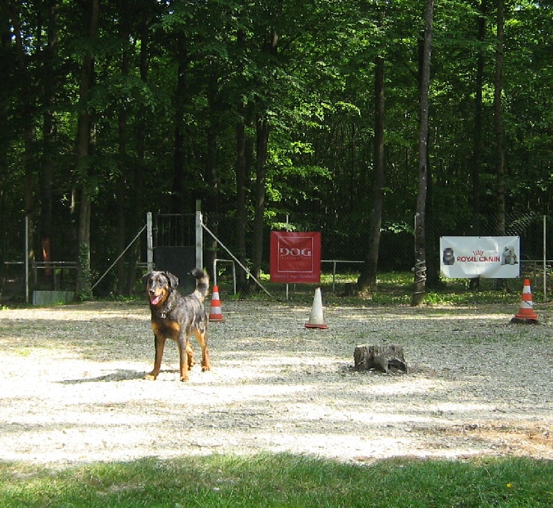 Publication : des Bergers de l'Oiseau Jaune Auteur : Delahayes Régine