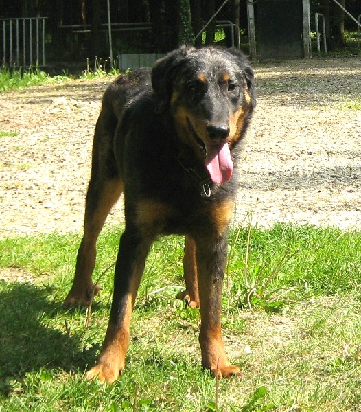 Publication : des Bergers de l'Oiseau Jaune Auteur : Delahayes Régine