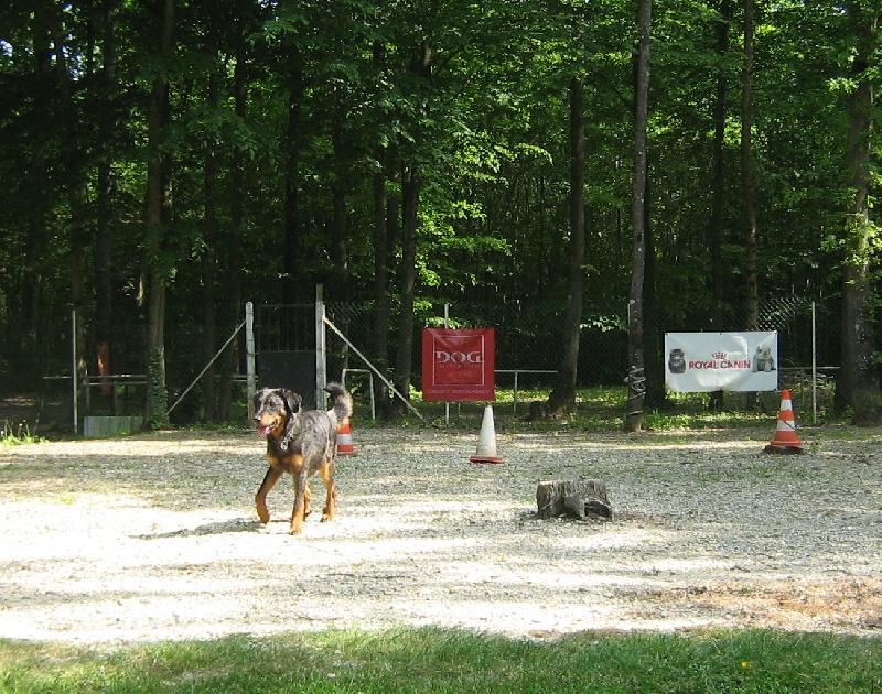Publication : des Bergers de l'Oiseau Jaune Auteur : Delahayes Régine