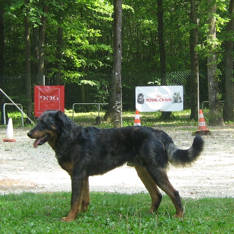 Publication : des Bergers de l'Oiseau Jaune Auteur : Delahayes Régine