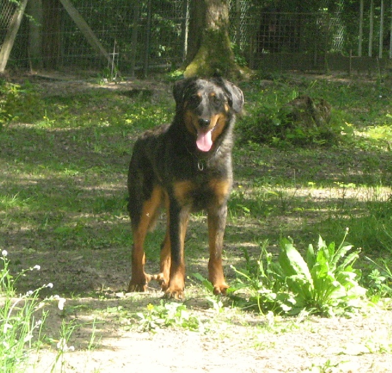 Publication : des Bergers de l'Oiseau Jaune Auteur : Delahayes Régine