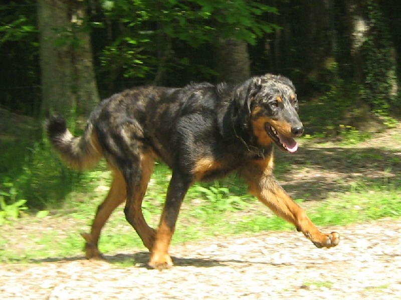 Publication : des Bergers de l'Oiseau Jaune Auteur : Delahayes Régine