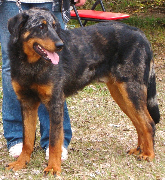 Publication : des Bergers de l'Oiseau Jaune Auteur : Delahayes Régine