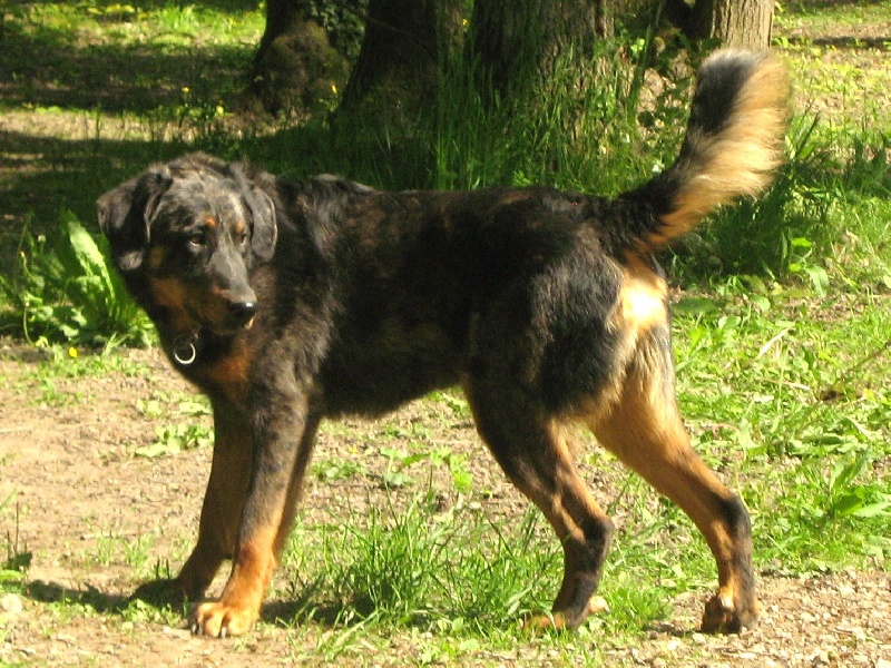 Publication : des Bergers de l'Oiseau Jaune Auteur : Delahayes Régine