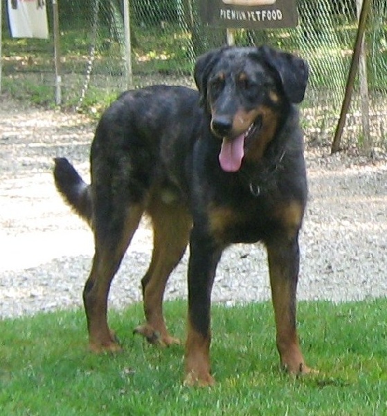 Publication : des Bergers de l'Oiseau Jaune Auteur : Delahayes Régine