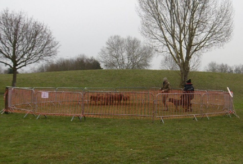 Mystic des Bergers de l'Oiseau Jaune - CANT Troupeau