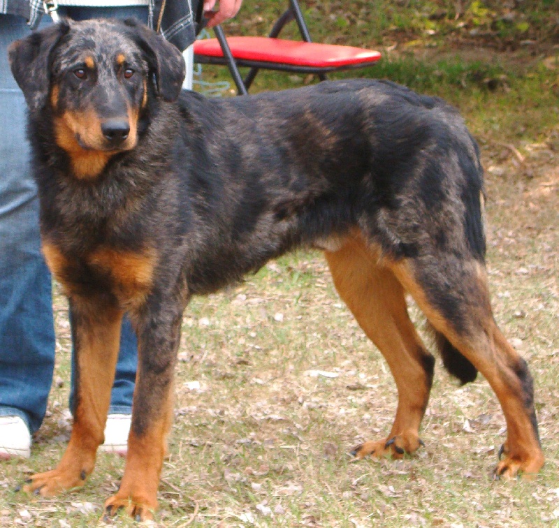 Etain De la vallée de montmorency - 1er jeune mâle