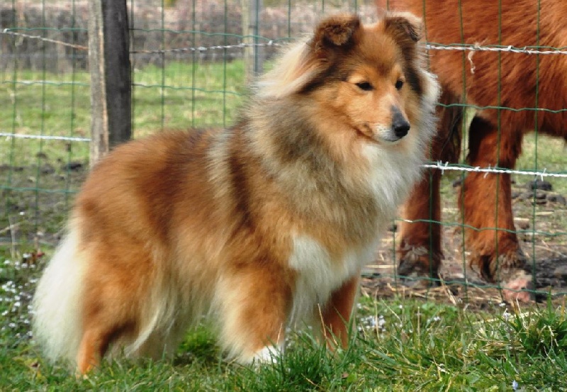 Publication : du Cap de la Coste Auteur : Bluewitch