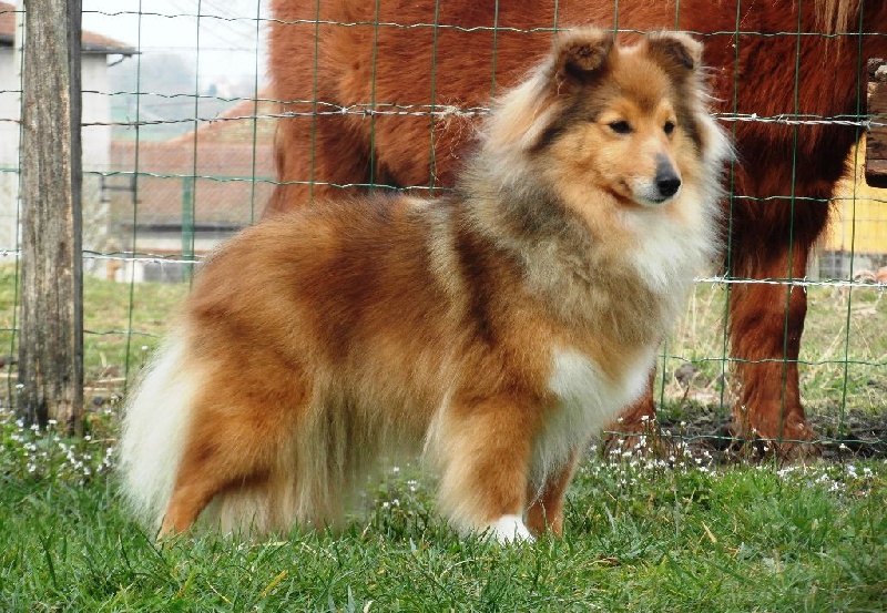 Publication : du Cap de la Coste Auteur : Bluewitch