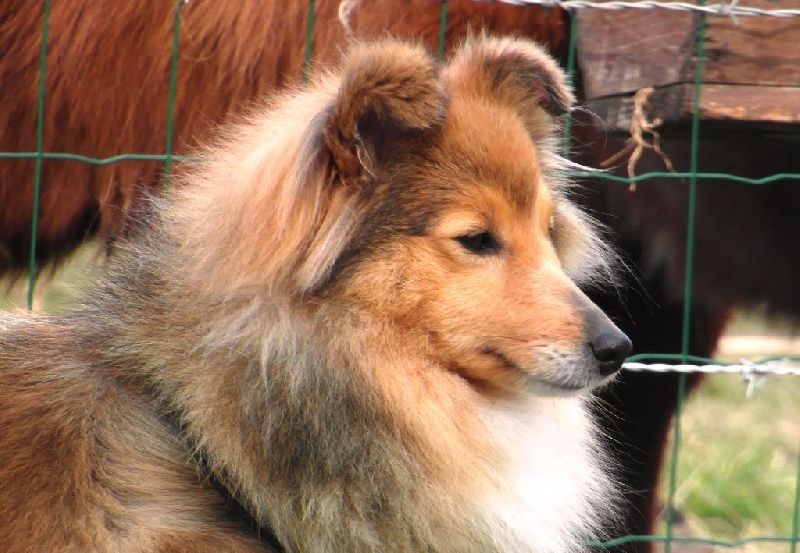 Publication : du Cap de la Coste Auteur : Bluewitch