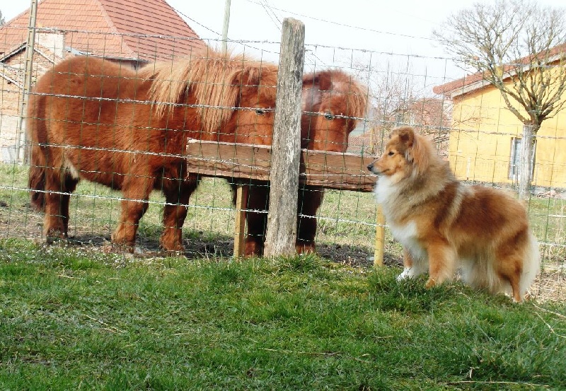 Publication : du Cap de la Coste Auteur : Bluewitch