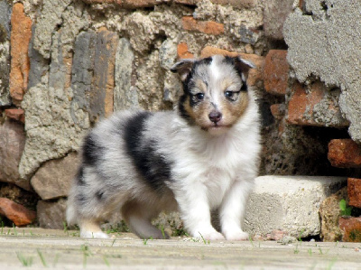 Les chiots de Shetland Sheepdog