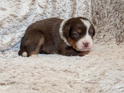 Les chiots de Berger Américain Miniature 