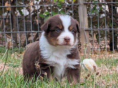 Les chiots de Berger Américain Miniature 