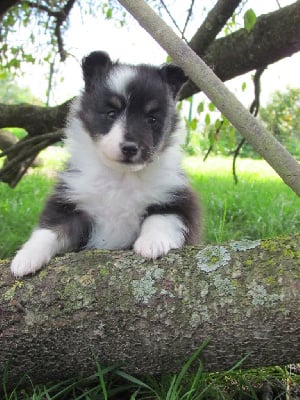 Les chiots de Shetland Sheepdog