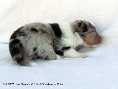Les chiots de Shetland Sheepdog