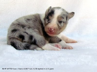 Les chiots de Shetland Sheepdog