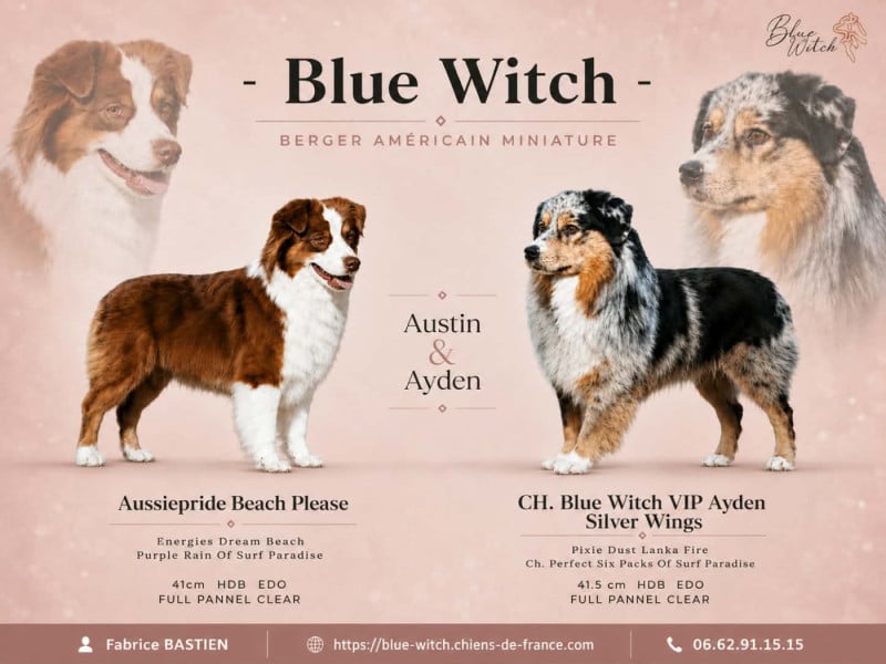 Berger Américain Miniature  - Blue witch