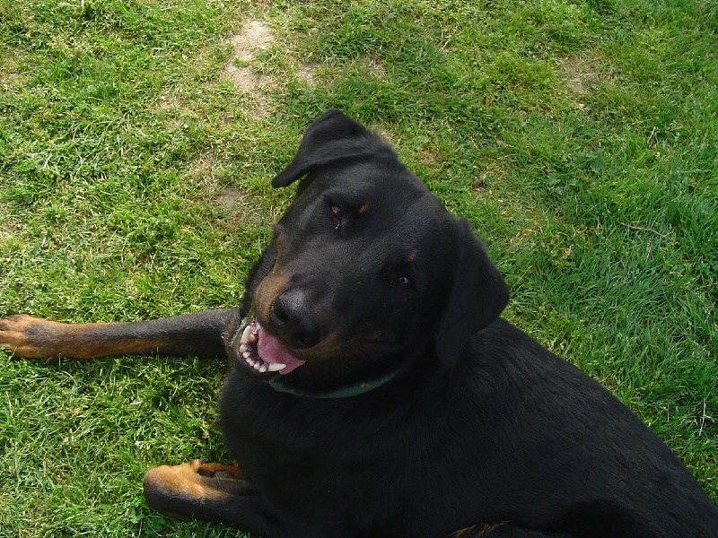 Ataya du Domaine des Picverts - 2 ème TB classe intermédiaire