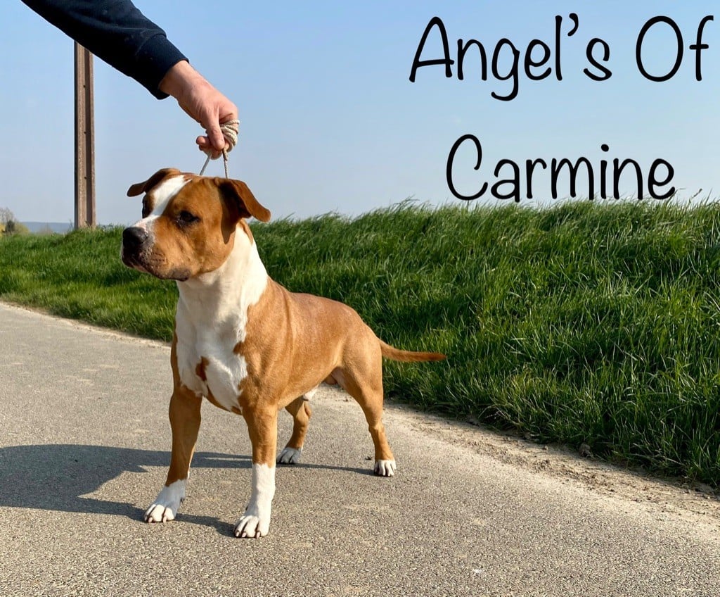 Publication : de Angel's of Carmine  Auteur : Gaelle