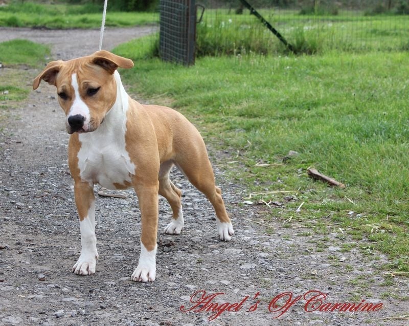 Publication : de Angel's of Carmine Auteur : Gaelle