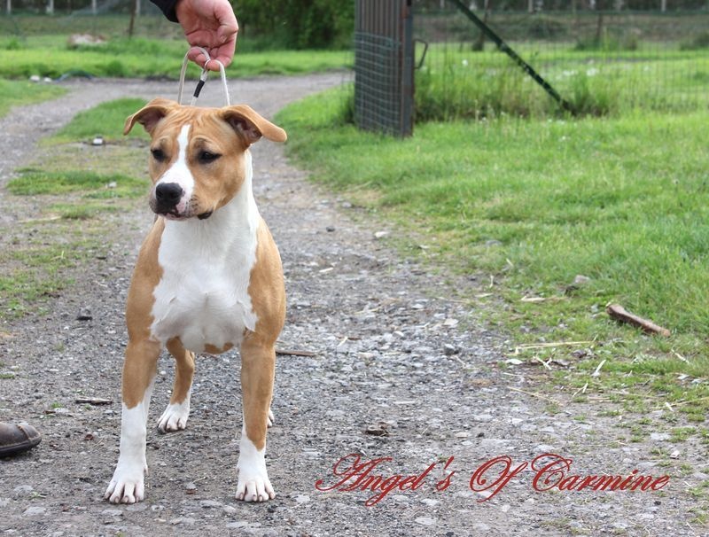 Publication : de Angel's of Carmine Auteur : Gaelle