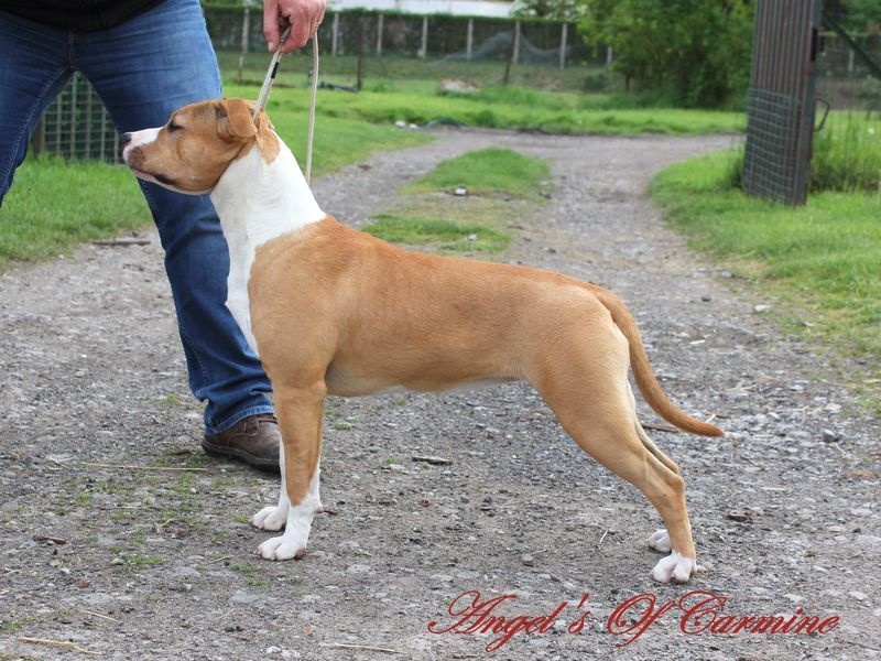 Publication : de Angel's of Carmine Auteur : Gaelle