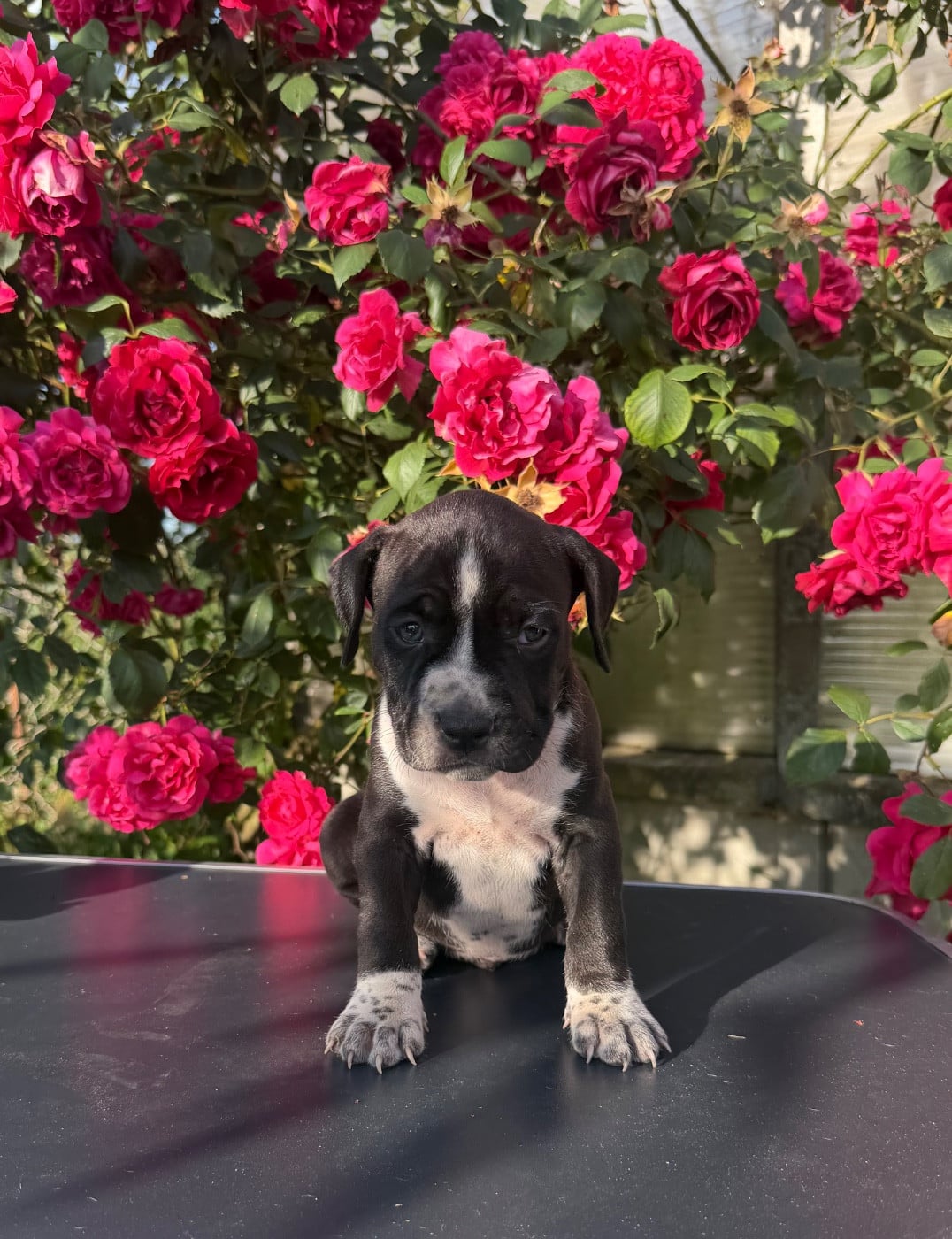 Barkley