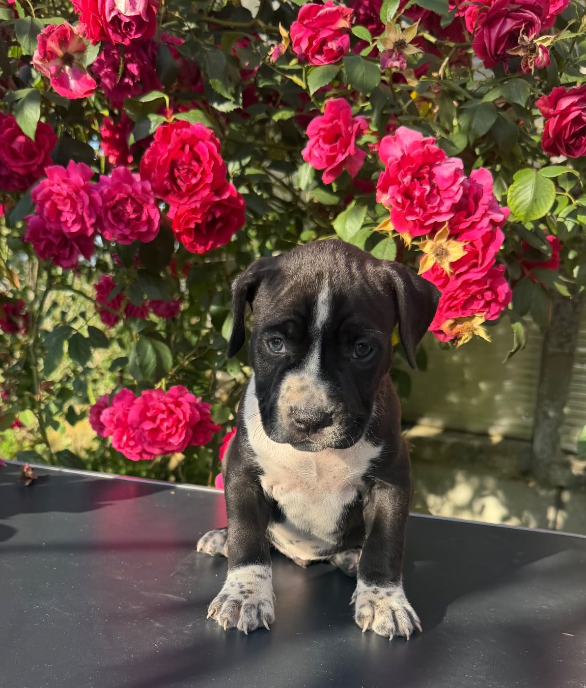 Barkley