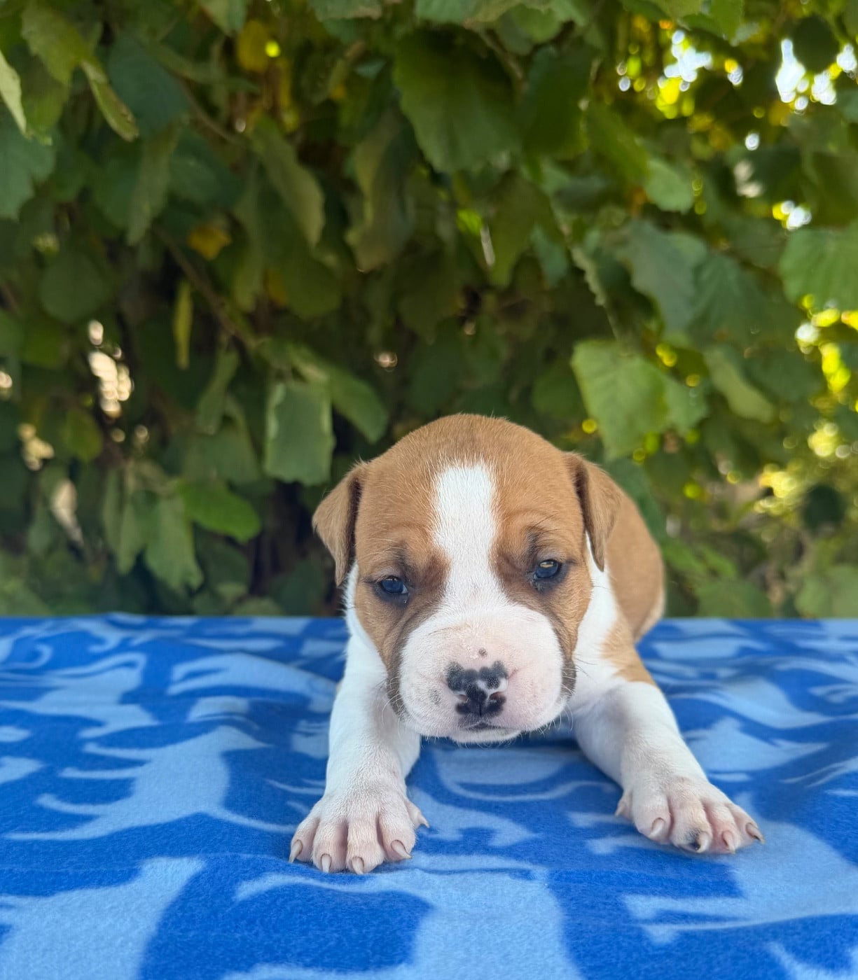 BENSON