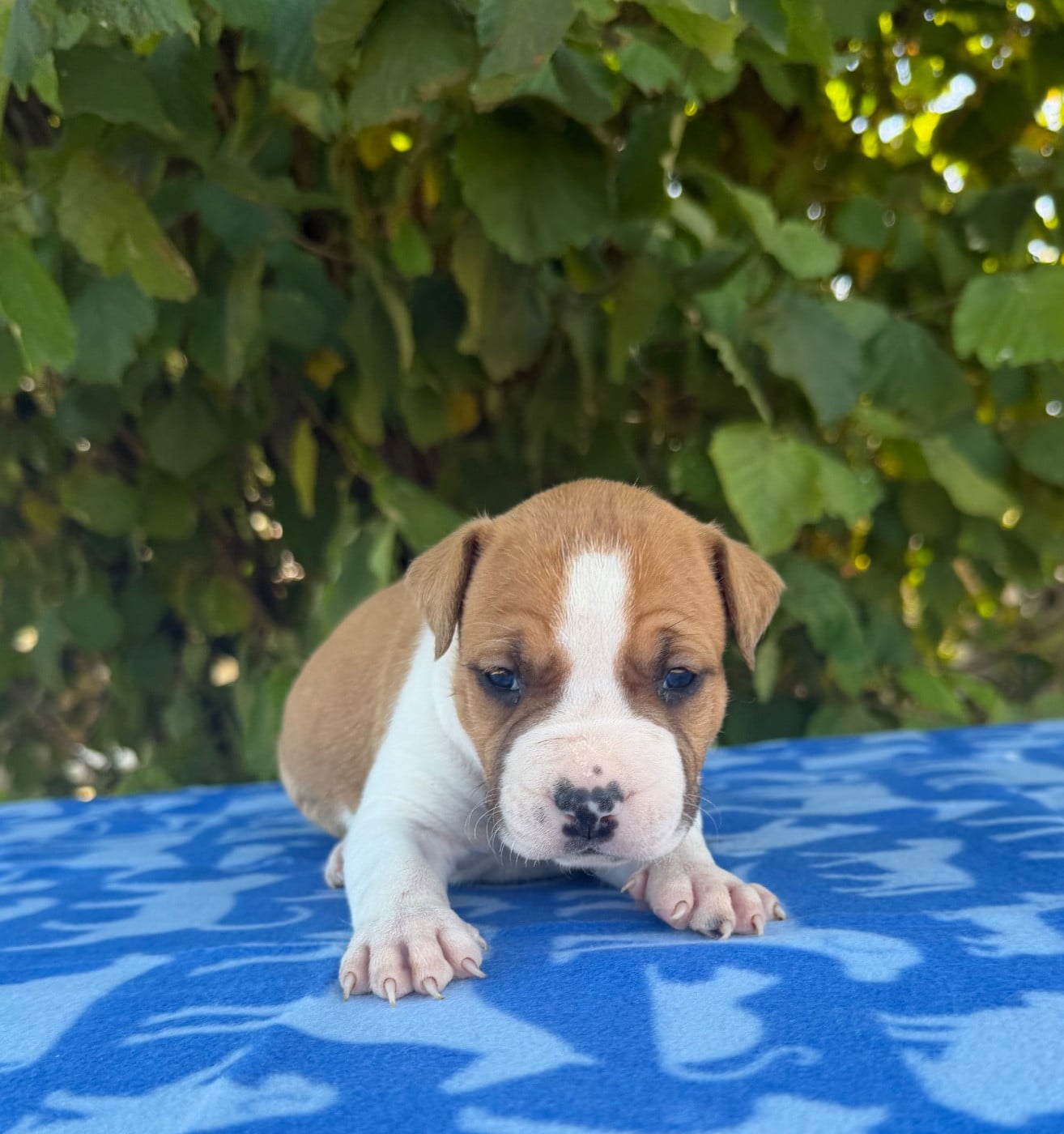 BENSON