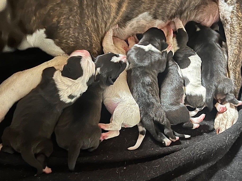 American Staffordshire Terrier - de Angel's of Carmine