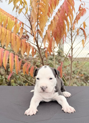 Les chiots de American Staffordshire Terrier