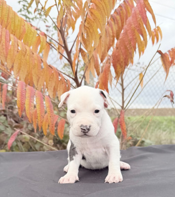 Les chiots de American Staffordshire Terrier