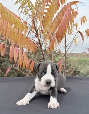 Les chiots de American Staffordshire Terrier