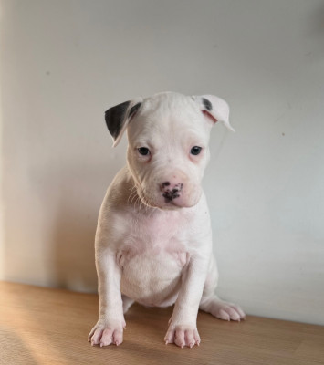 Les chiots de American Staffordshire Terrier