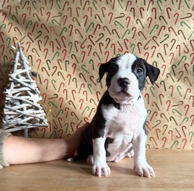 Les chiots de American Staffordshire Terrier