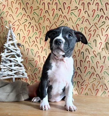 Les chiots de American Staffordshire Terrier