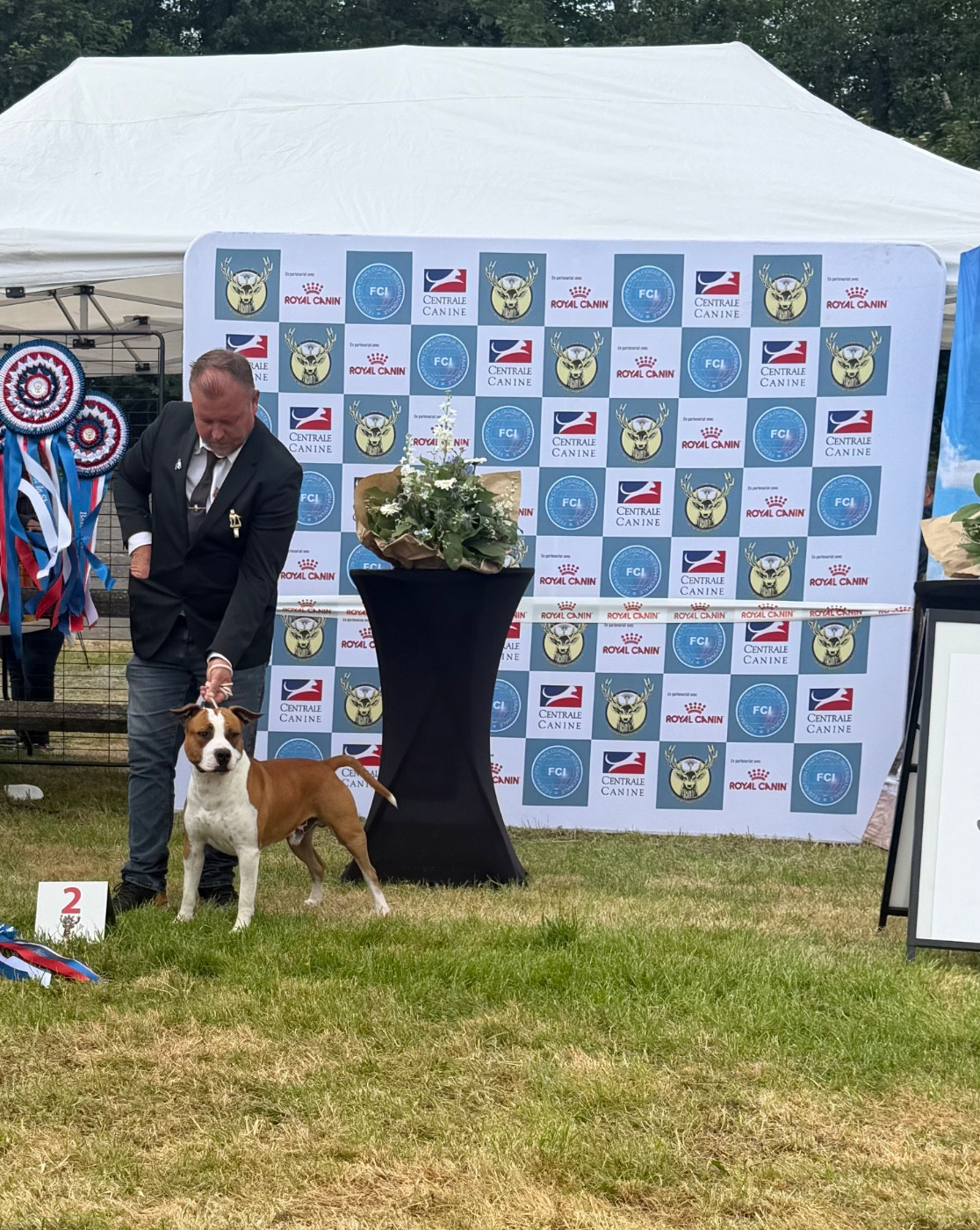 Int. J.Ch/Lux. J.ch. A Mr Peabody de Angel's of Carmine - 1er EXC- J CACS- Meilleure Jeune- Meilleur de sexe opposé - 2 eme BIS jeune