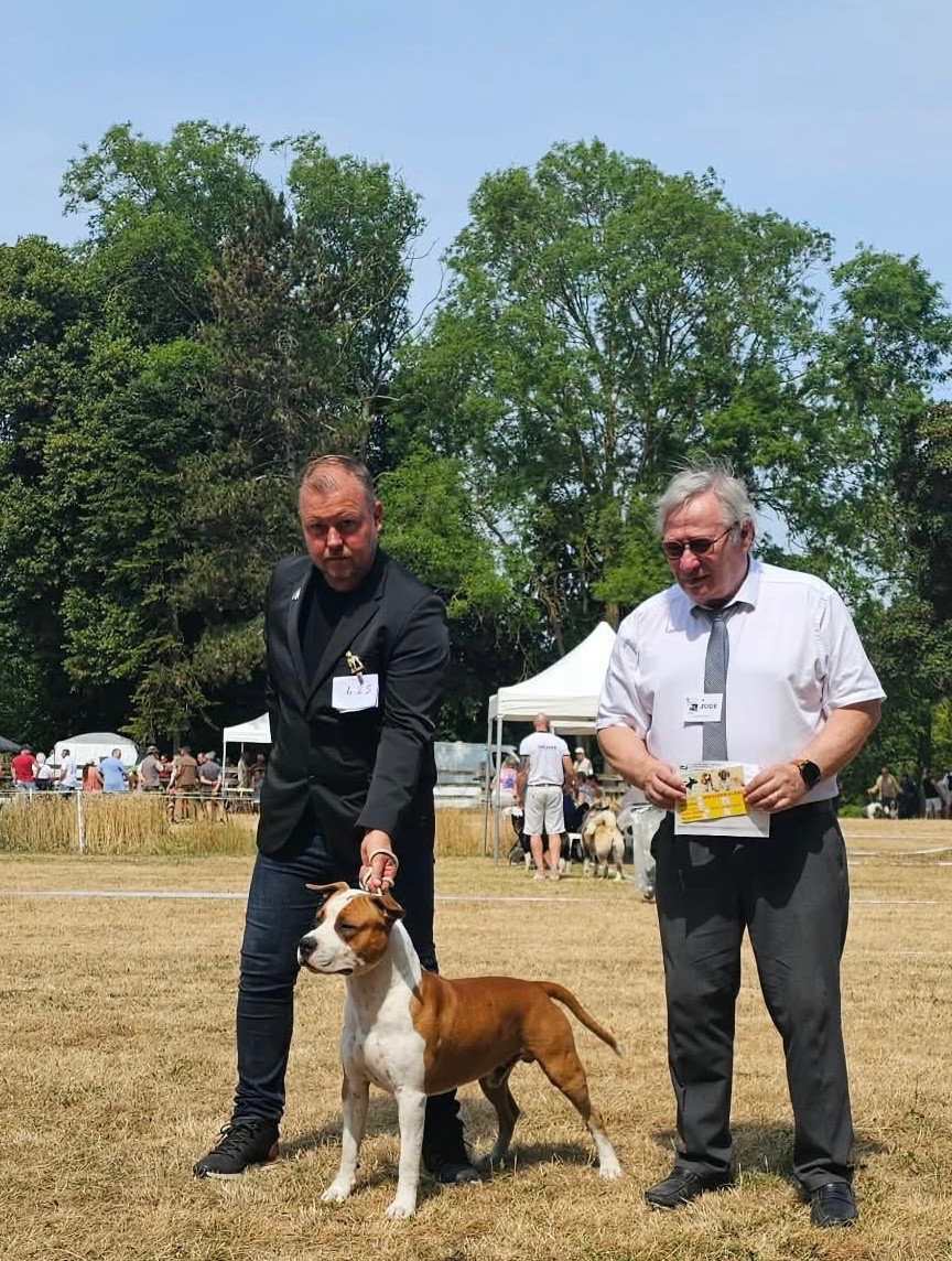 Int. J.Ch/Lux. J.ch. A Mr Peabody de Angel's of Carmine - 1er EXC- J.CAC-Meilleur Jeune- Meilleur de race - 3 eme BOG jeune- 1er BOG