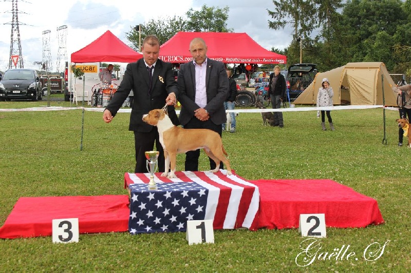 Ilvy aka miss de Angel's of Carmine - 1ére Exc / Meilleure Jeune