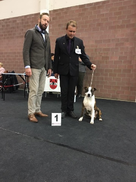 Jch. my heart for you dit bold de Angel's of Carmine - 1er Excellent - Classe jeune