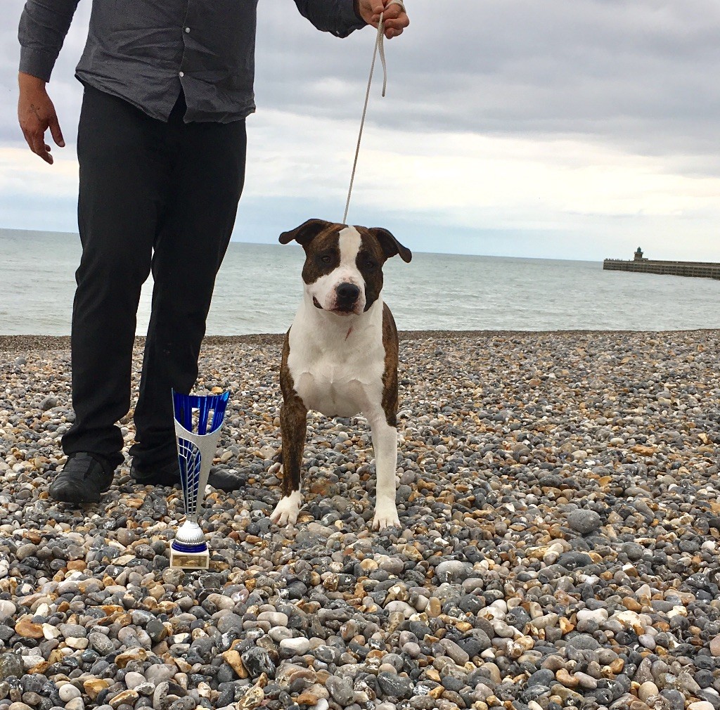 Jch. my heart for you dit bold de Angel's of Carmine - 1er Exc