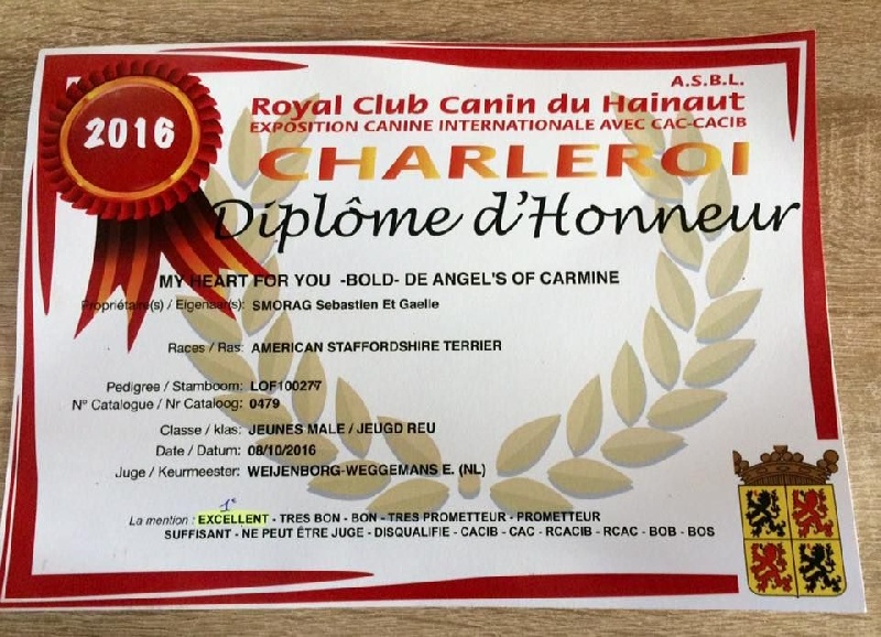 Jch. my heart for you dit bold de Angel's of Carmine - 1er Excellent - Classe jeune