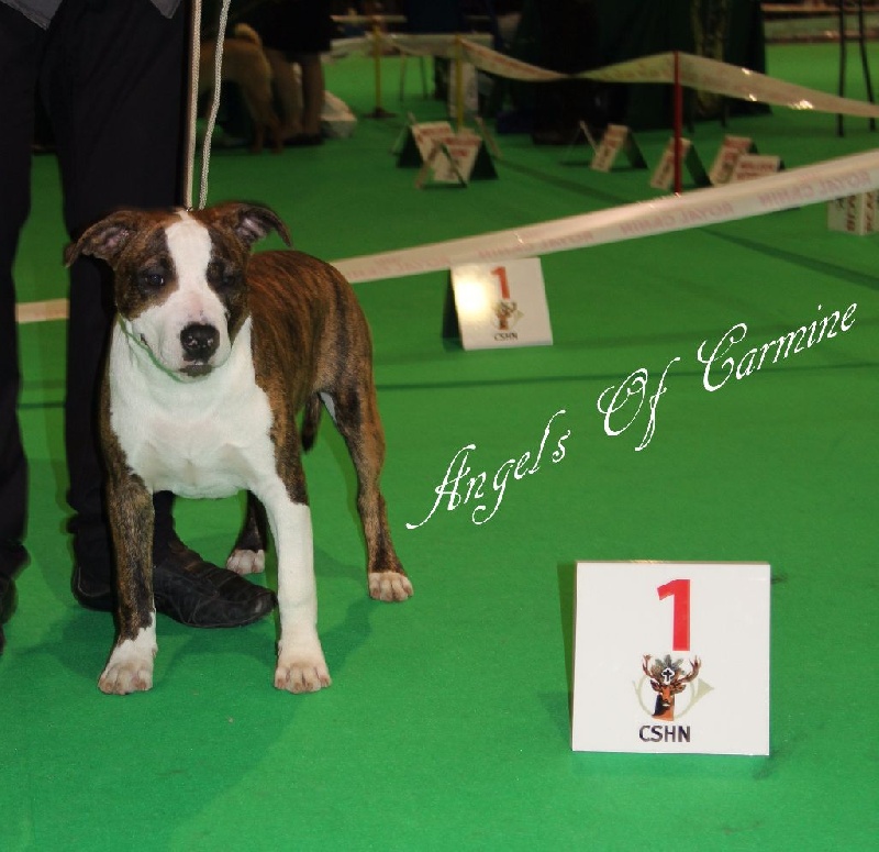 Jch. my heart for you dit bold de Angel's of Carmine - 1 er Trés prometteur