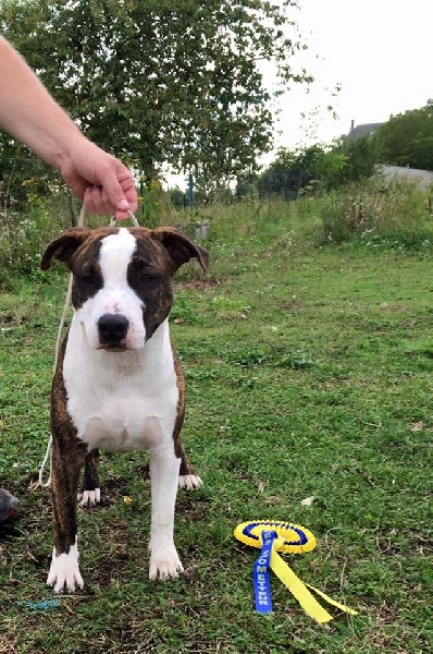 Jch. my heart for you dit bold de Angel's of Carmine - 1er Trés prometteur * Puppy